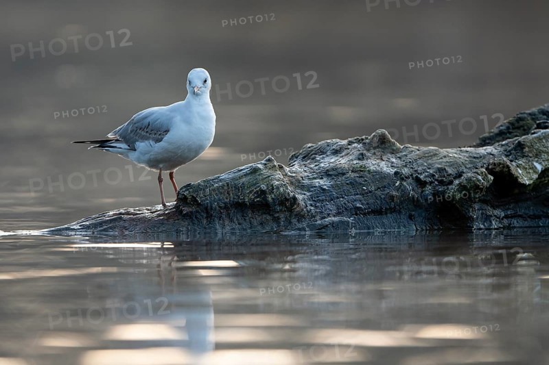 Black-headed Black-headed Gull (Chroicocephalus ridibundus), in a sable plumage, resting on a branch in the water, Heiligenhaus, North Rhine-Westphalia, Germany, Europe