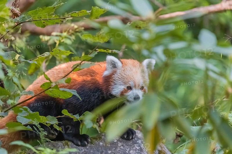 One red panda, Ailurus fulgens, sitting on a rock. Fresh green vegetation in the background