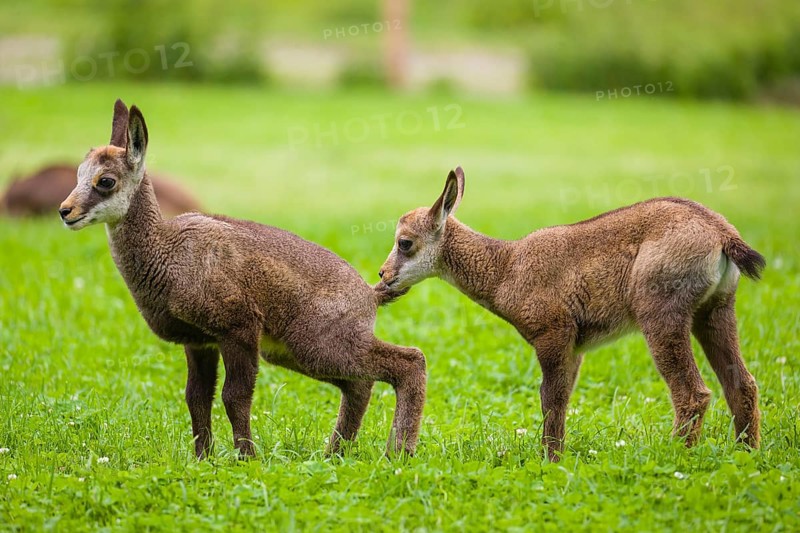Two young chamois (Rupicapra rupicapra) are standing on a fresh green meadow. One sniffs at the other's butt