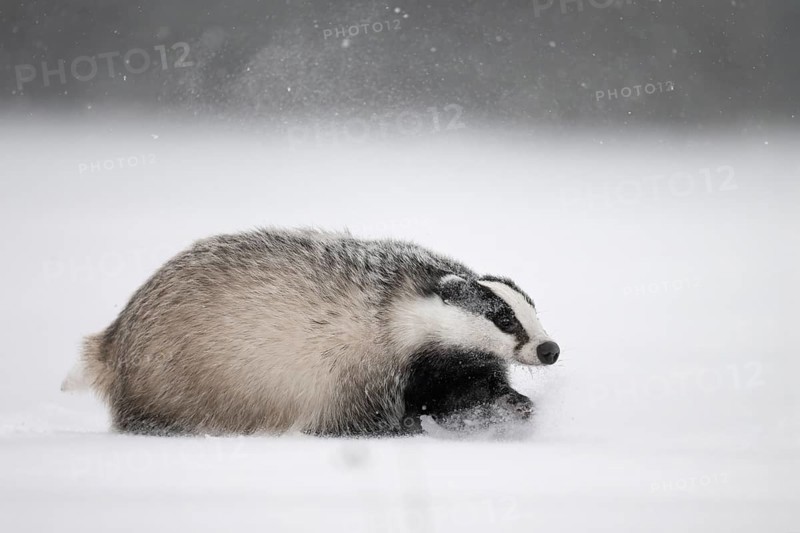 Badger in the snow, Wittlich, Rhineland-Palatinate, Germany, Europe