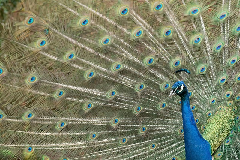 Indian peafowl or Peacock (Pavo cristatus) adult male bird displaying showing its tail feathers, England, United Kingdom, Europe
