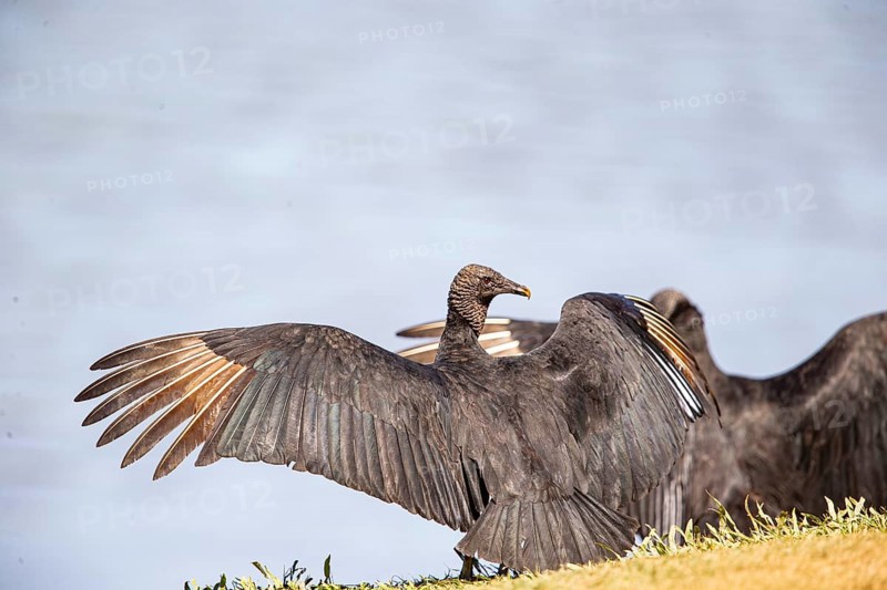 Raven Vulture (Coragyps atratus) Pantanal Brazil