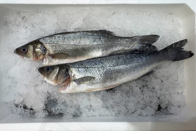 Sea bass (Dicentrarchus labrax) on ice in refrigerated counter fish counter display of fishmonger fish sales, food trade, retail trade. Wholesale, fish trade, speciality shop, Germany, Europe