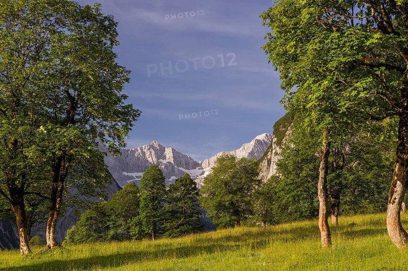 Sycamore maple trees, Acer pseudoplatanus, in summertime. Mountains in the background. Nature conservancy area Grosser Ahornboden, Karwendel mountains, Austria, Europe