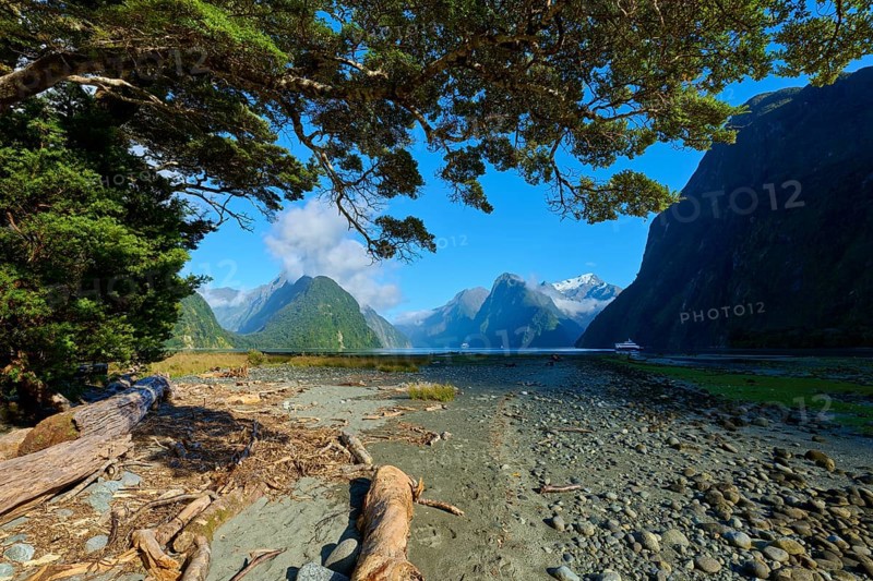 Impressive coastal landscape with mountains, blue sky and trees. Foreground shows driftwood and stones on the shore, summer, Milford Sound, Te Anau, Fiordland National Park, South Island, New Zealand, Oceania