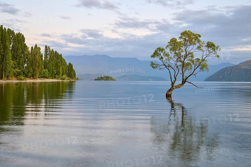 A tree stands in a peaceful blue lake with mountains in the background, summer, Lake Wanaka, Wanaka, Otago, South Island, New Zealand, Oceania