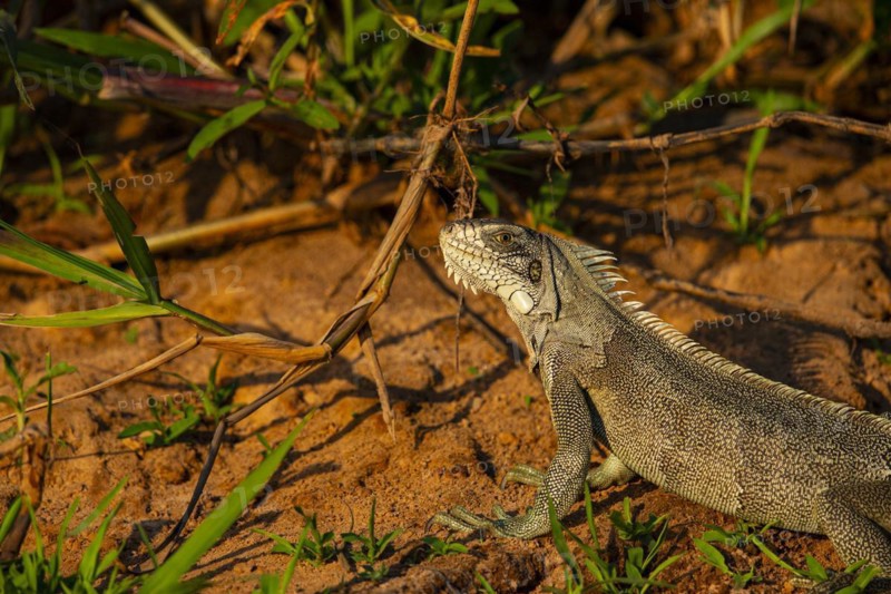 Green iguana (Iguana iguana) Pantanal Brazil
