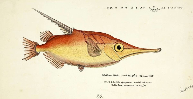 Longspine snipefish, Macrorhamphosus scolopax, The longspine snipefish, Fish, Reproduction of an original, by Frank Edward Clarke (b. 1849, d. 1899), ichthyologist and scientific draughtsman