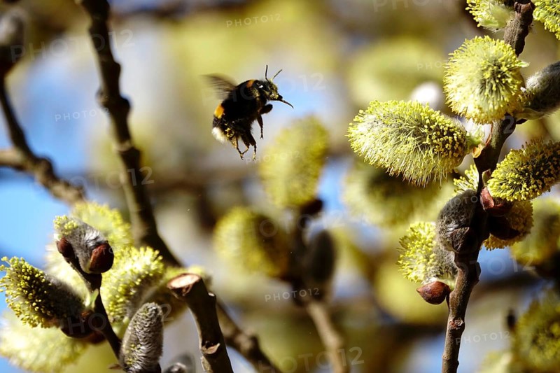 Willow catkins, Baltic Sea beach, Hummel, Mecklenburg-Western Pomerania, Germany, Europe