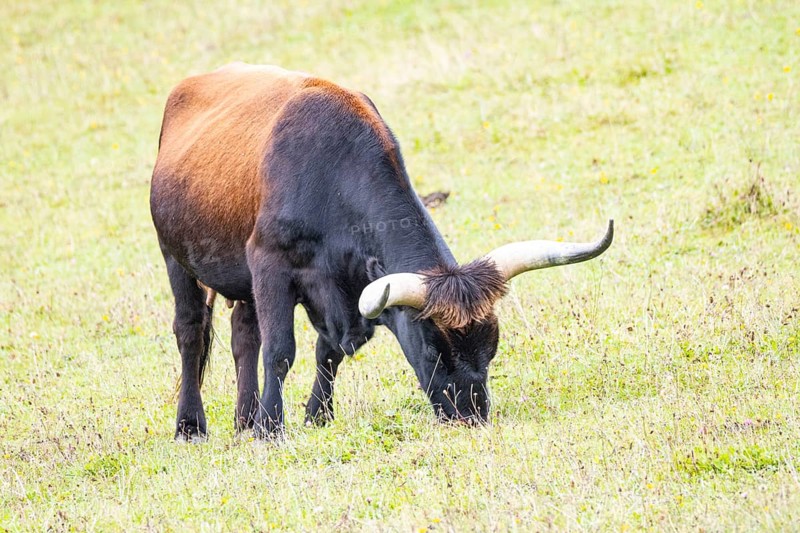 Auerochs (Heck cattle) Germany
