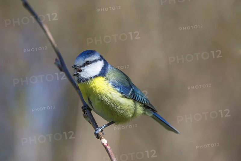 A blue tit (Parus caeruleus) singing on an apple tree branch against a blurred background, Baden-Württemberg, Germany, Europe