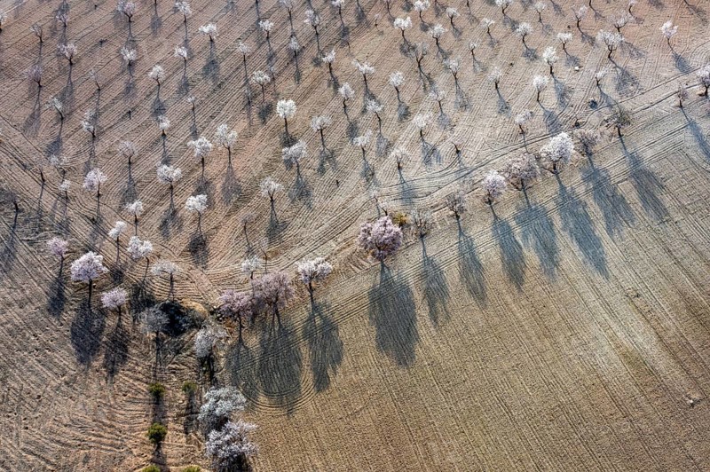 Aerial view, blossoming almond trees, plantation, Andalusia, Spain, Europe