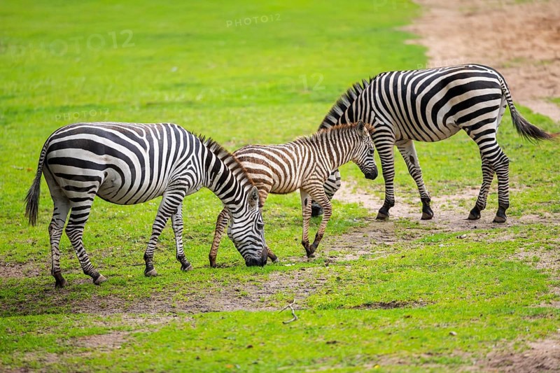 Plains zebra (Equus quagga) mother and foal standing on a meadow, Germany, Europe