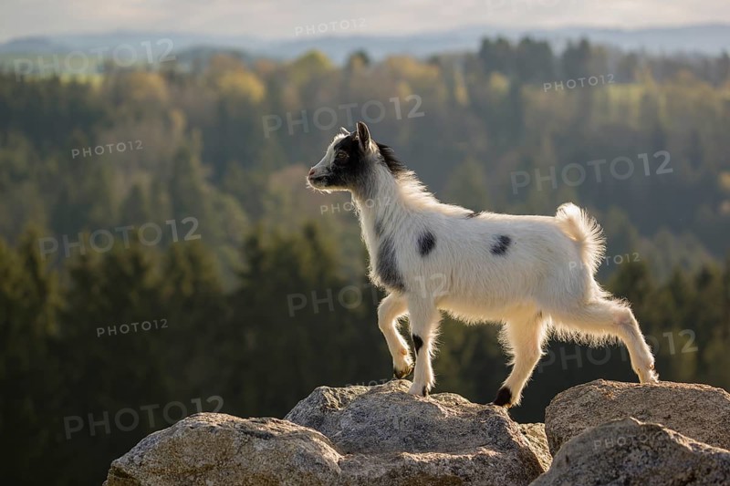 A young Pygmy goat, Capra hircus, stands on a rock. A forest is in the distant background