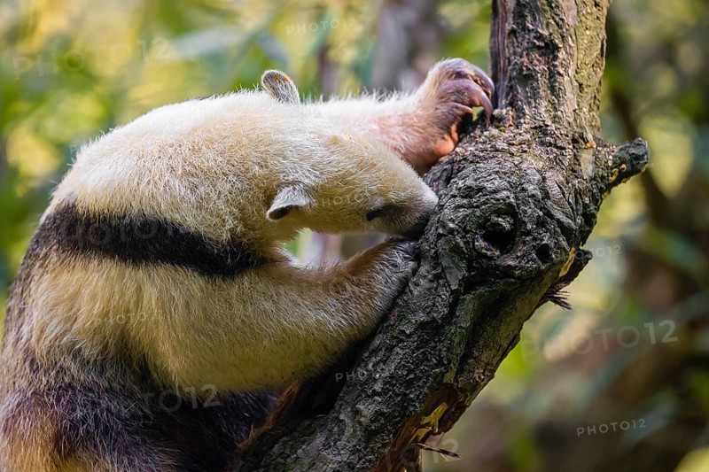 One southern tamandua (Tamandua tetradactyla), climbs up a tree in a forest