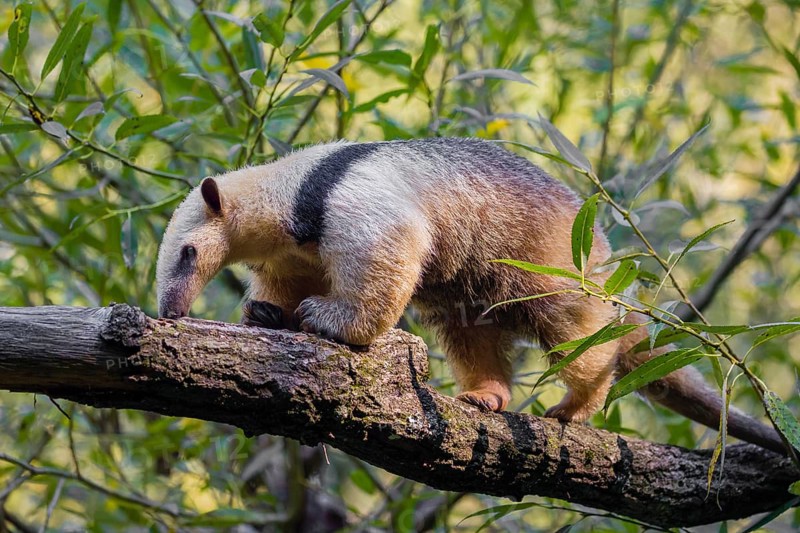 One southern tamandua (Tamandua tetradactyla), climbs up a tree in a forest