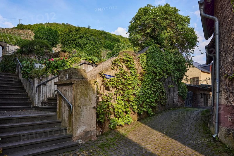 Alley, concrete wall, stairs, tree, three-leaved maiden vine (Parthenocissus tricuspidata), alleyway sign, Weinbergstraße, Mesenich, district of Cochem-Zell, Rhineland-Palatinate, Germany, Europe