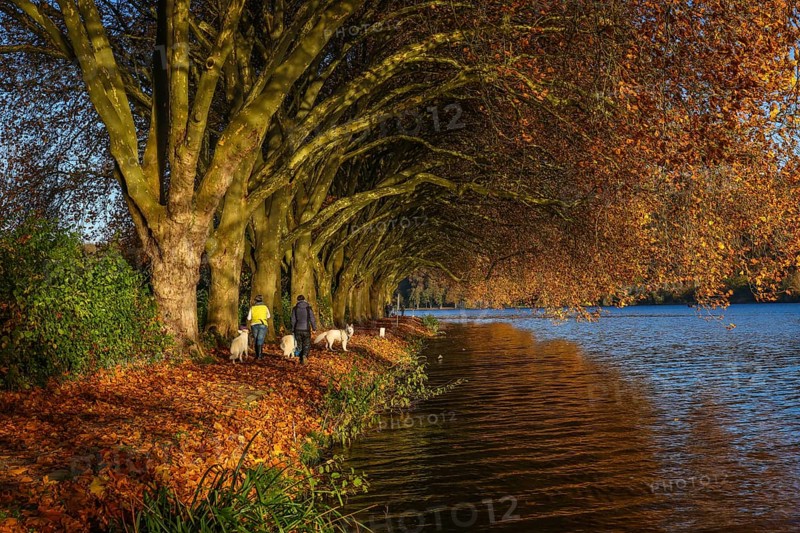 Essen, North Rhine-Westphalia, Germany - Dog owners walk along the lakeshore under trees with autumn leaves. Golden autumn at Lake Baldeney