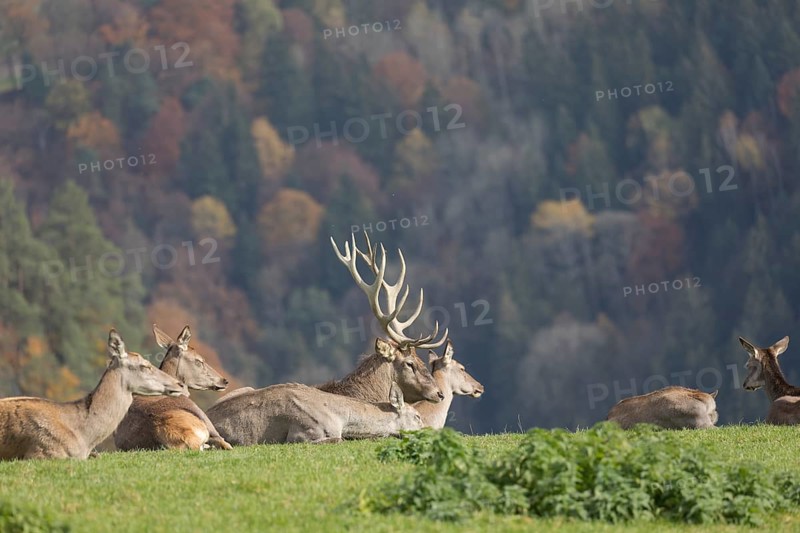 A herd of red deer resting on a meadow in sunshine
