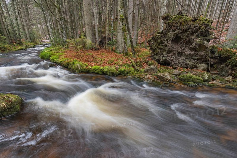 Kleine Ohe creek below Waldhaeuser village in the Bavarian Forest Nationalpark. Flowing water and fallen trees