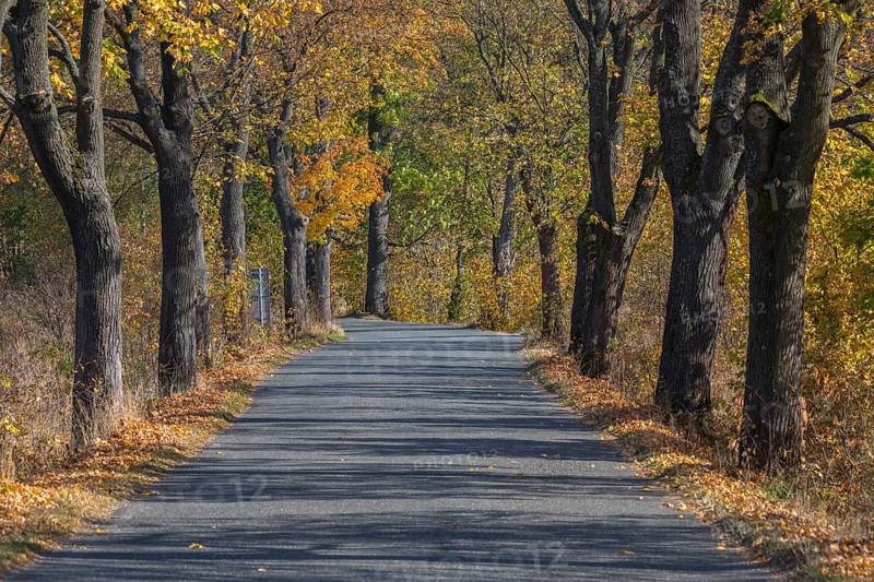 Alley of oak trees in autumn colors