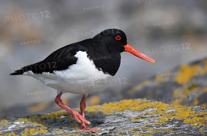 Oystercatcher, (Haematopus ostralegus) on a rock on the coast of Norway