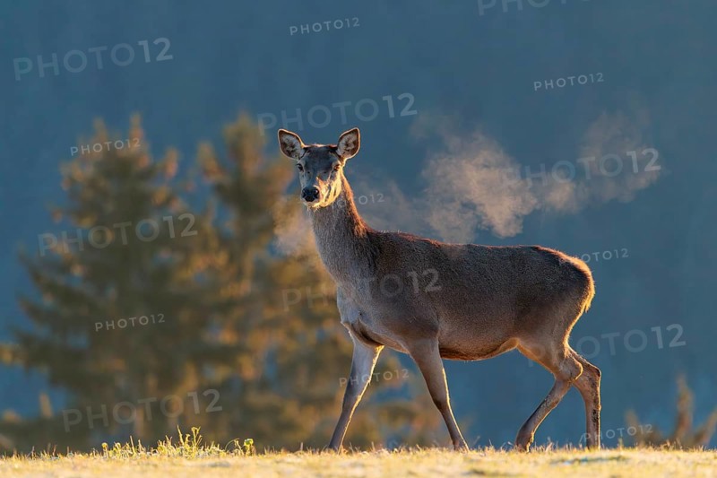 A female red deer (Cervus elaphus) stands in the first light of day on a meadow covered in hoar frost. Its breath condenses in the cold air. A forest can be seen in the background