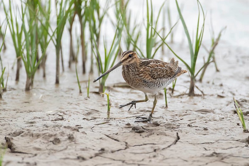 Common snipe (Gallinago gallinago) adult wading bird on mud, England, United Kingdom, Europe