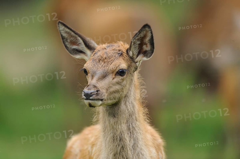 A fawn stands attentively in the forest and peers around curiously, red deer (Cervus elaphus), Bavaria