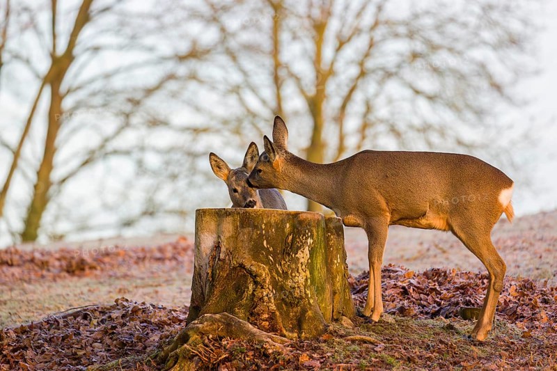 An adult female roe deer (Capreolus capreolus) nurses her fawn next to a tree stump at sunrise