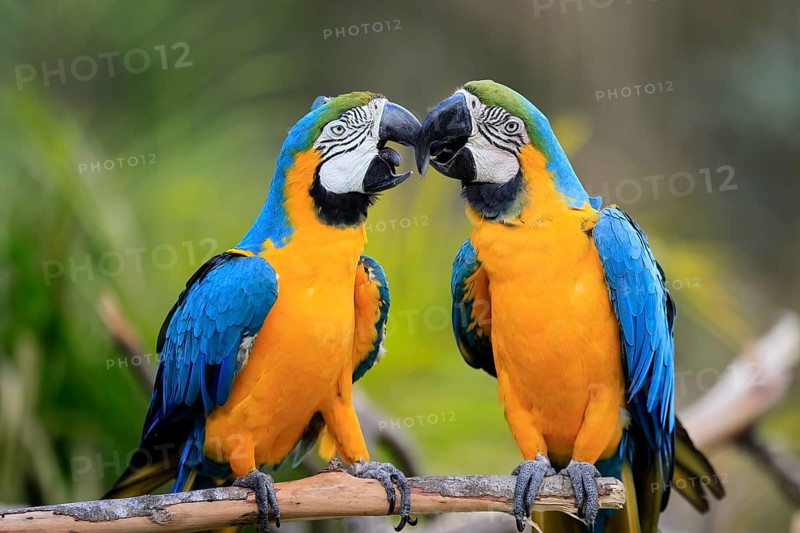 Yellow-breasted Macaw (Ara ararauna), adult, in perch, pair, social behaviour, South America