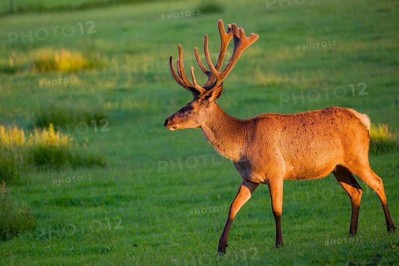 An Altai maral stag, Altai wapiti or Altai elk (Cervus canadensis sibiricus) stands in a meadow in the first light of the day