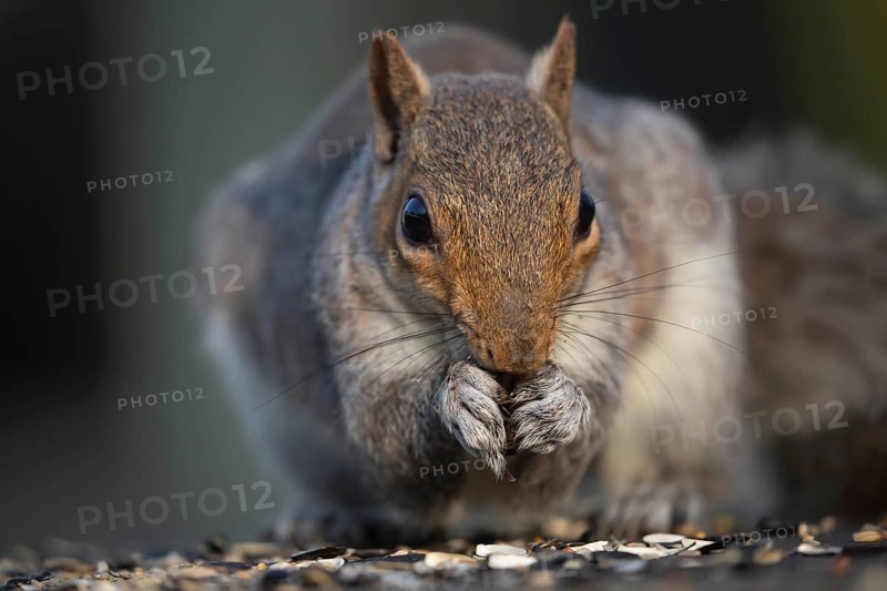 Grey squirrel (Sciurus carolinensis) adult animal feeding on seeds on a garden bird table, England, United Kingdom, Europe