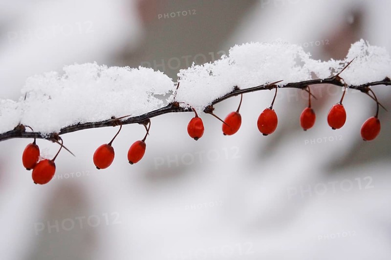 Barberry with snow, winter, Germany, Europe