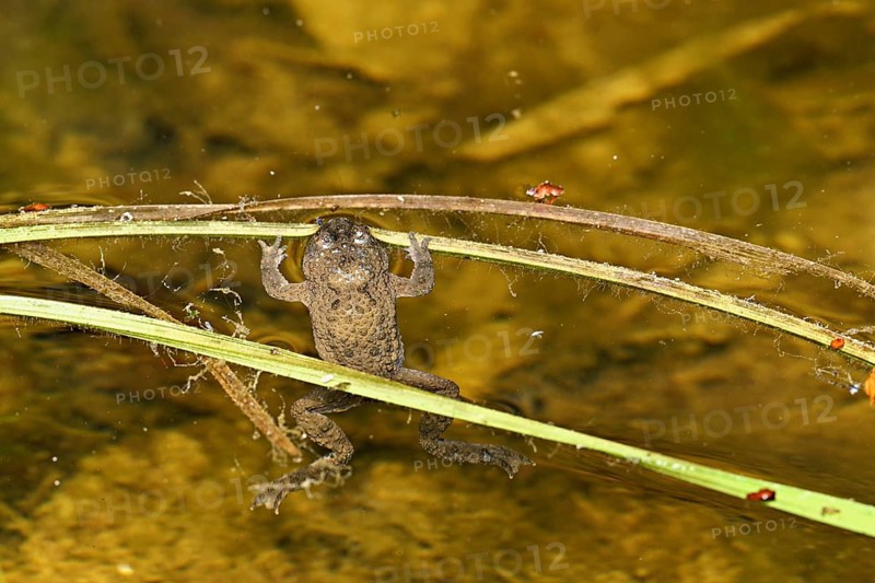 Yellow-bellied toad (Bombina variegata), in pond, Switzerland, Europe