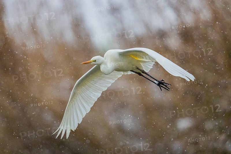 Great White Egret (Egretta alba) Germany