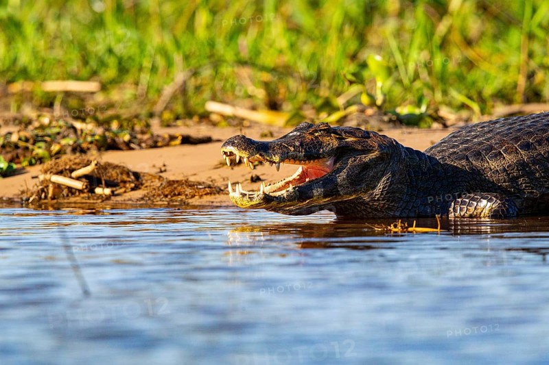 Spectacled caiman (Caiman crocodilius) Pantanal Brazil
