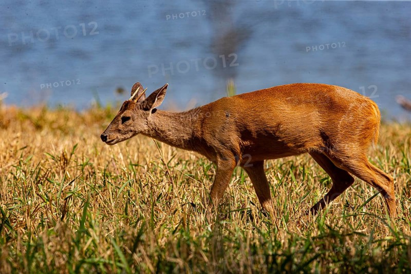 Grossmazama (Mazama americana) Pantanal Brazil