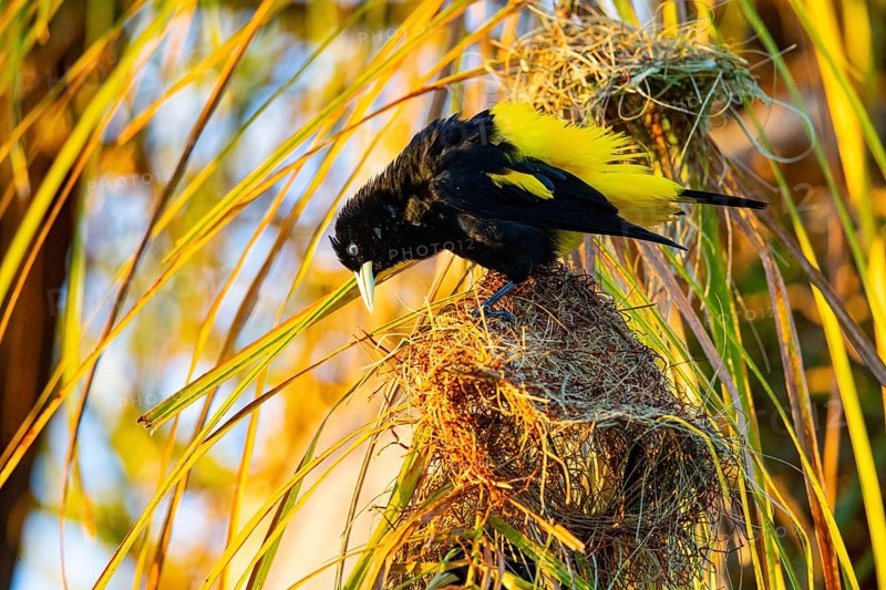 Yellow-rumped cacique (Cacicus cela) Pantanal Brazil