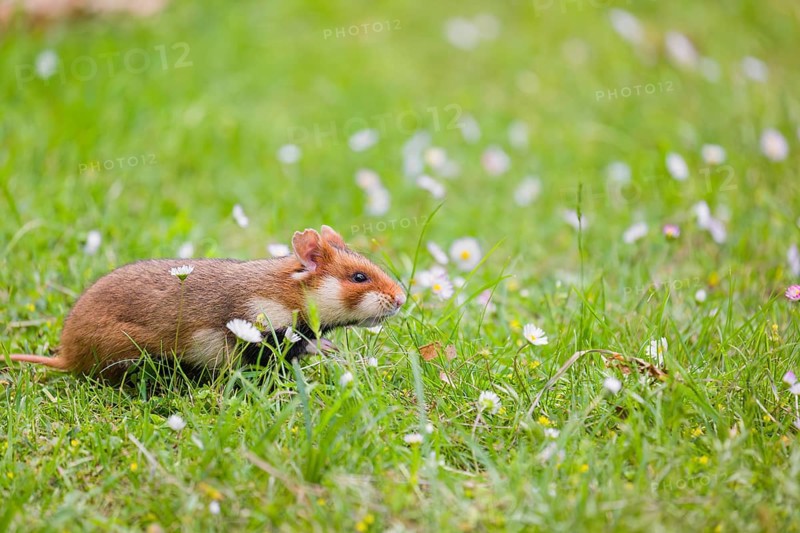 A European hamster (Cricetus cricetus), Eurasian hamster, black-bellied hamster or common hamster, forages for food on fresh green grass