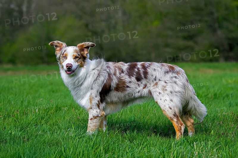Australian Shepherd, Aussie, breed of herding dog from the United States in meadow