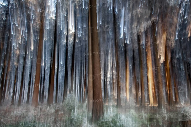 Winter, trees and ground vegetation with hoarfrost in the forest, distorted, Baden-Würtemberg, Germany, Europe