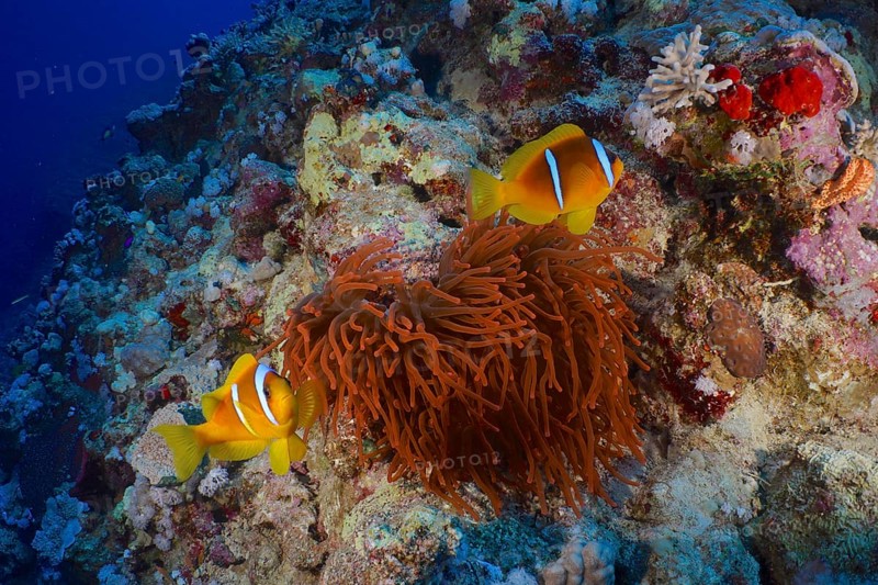 Two Red Sea anemonefish (Amphiprion bicinctus) swimming above colourful corals and a fluorescent bubble anemone (Entacmaea quadricolor) in a colourful underwater landscape, dive site House Reef, Mangrove Bay, El Quesir, Red Sea, Egypt, Africa