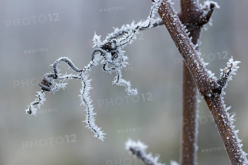 Frosty branches of a grapevine with filigree ice structures in a wintry environment, Reif, Rems Valley, Baden-Württemberg, Germany, Europe