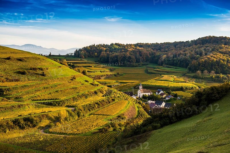 Hilly landscape and vineyards in autumn, near Vogtsburg, Kaiserstuhl, Baden-Württemberg, Germany, Europe