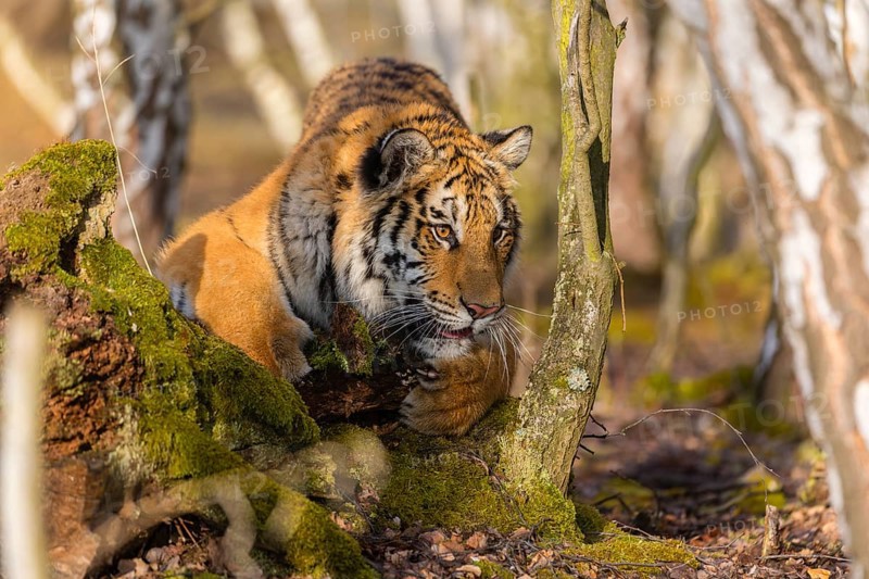 One young female Siberian Tiger, Panthera tigris altaica, playing with some rotten wood in a birch tree forest. Early morning light