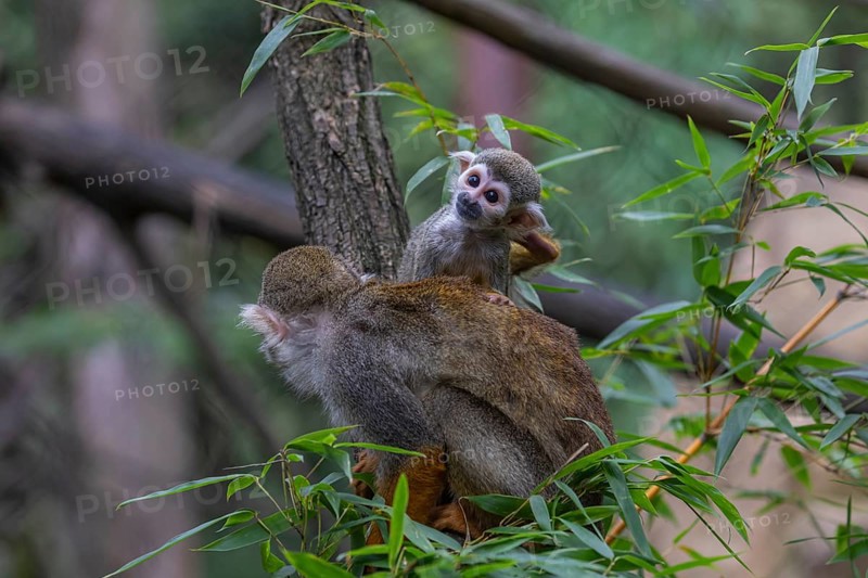 One female Central American squirrel monkey, Saimiri oerstedii, carrying her baby. Green vegetation around
