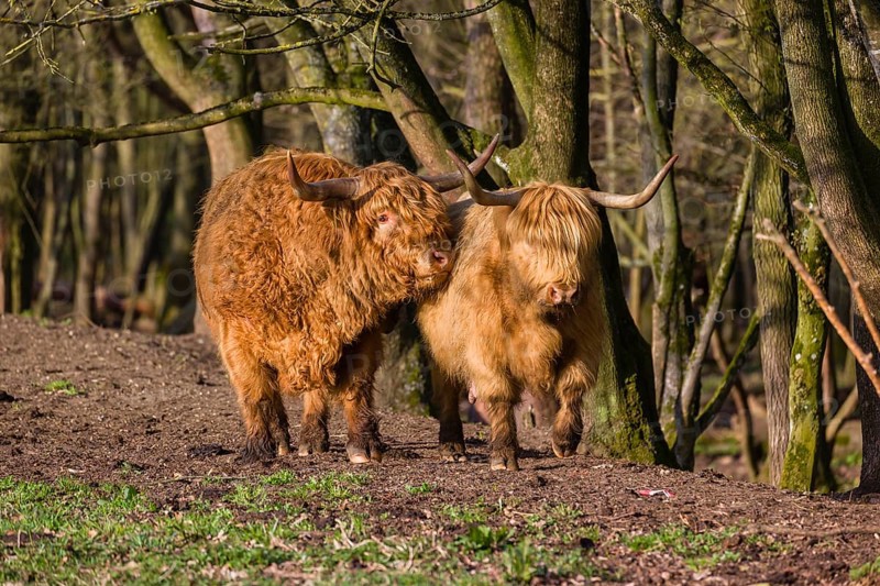 One Highland bull and a cow (Bos (primigenius) taurus) stand at a forest edge