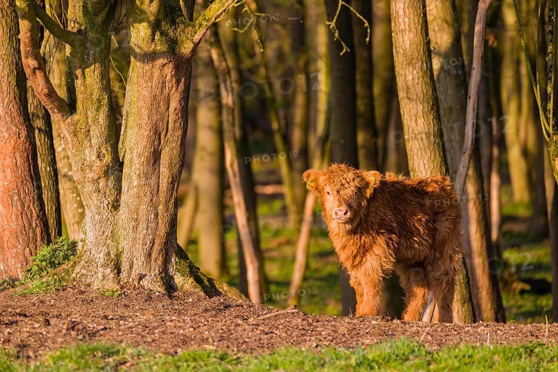 One Highland calf (Bos primigenius) taurus) stands at a forest edge