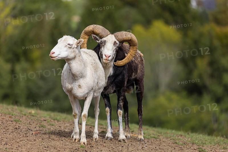 One male snow sheep (Ovis nivicola), or Siberian bighorn sheep checks the readiness of a goat to mate